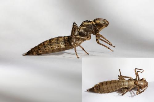Aeshna grandis
